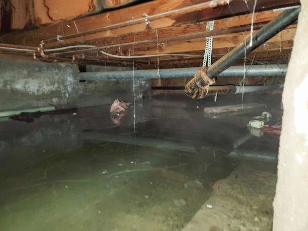 Best Flood restoration services  in Dayton, OH